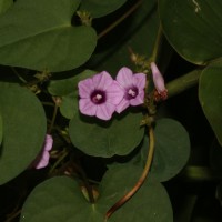 <i>Ipomoea triloba</i>  L.